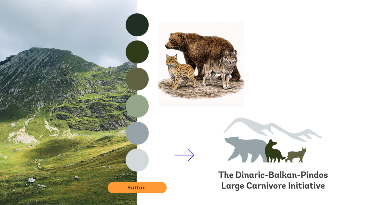 Brandingprozess der Large Carnivore Initiative mit Farbkonzept, Illustrationen und Logoentwicklung